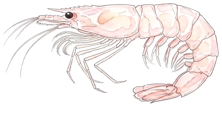 釣り餌のイラスト