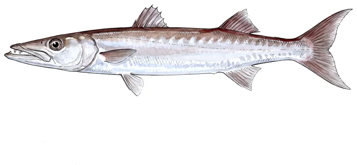 カマス